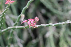 Pedilanthus tithymaloides